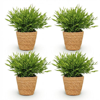 Green boutiQ - Kamerplant - Bamusa Pogonatherum Monica - Bamboegras - Huisdiervriendelijke Plant - Groen - 4 Planten - met Mand - Pot 12cm - Hoogte 20cm