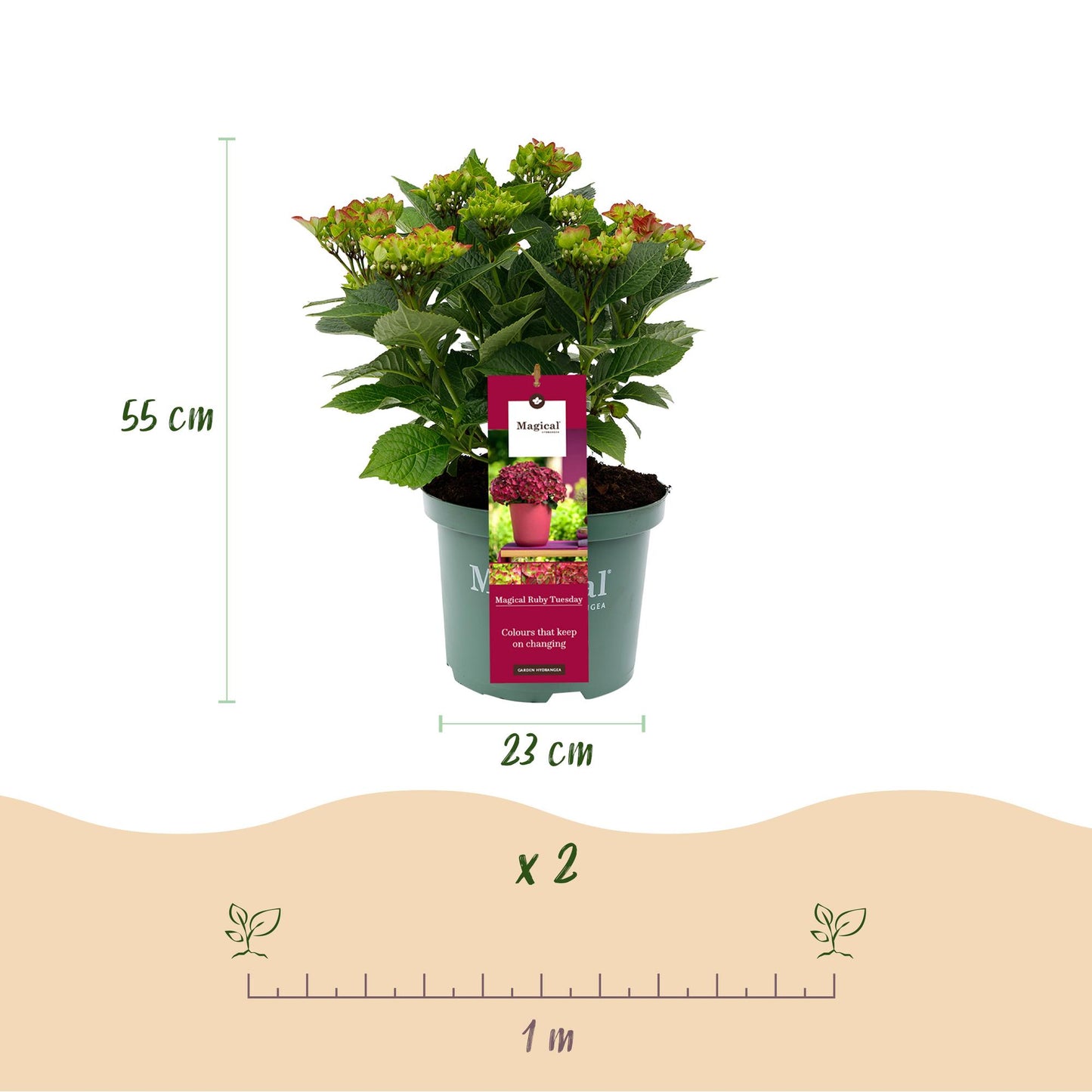 Hydrangea 'Magical Teusday & Saphire' - Rode Hortensia - 6-10 bloemen - hoogte 55cm