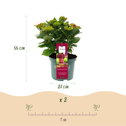 Hydrangea 'Magical Teusday & Saphire' - Rode Hortensia - 6-10 bloemen - hoogte 55cm