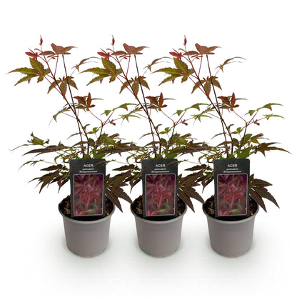 Green boutiQ - Tuinplant - Acer palmatum Atropurpureum - Paars - 3 Planten - Blad verliezend - Weinig Onderhoud - Pot 12cm Hoogte 35cm