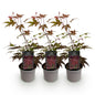 Green boutiQ - Tuinplant - Acer palmatum Atropurpureum - Paars - 3 Planten - Blad verliezend - Weinig Onderhoud - Pot 12cm Hoogte 35cm