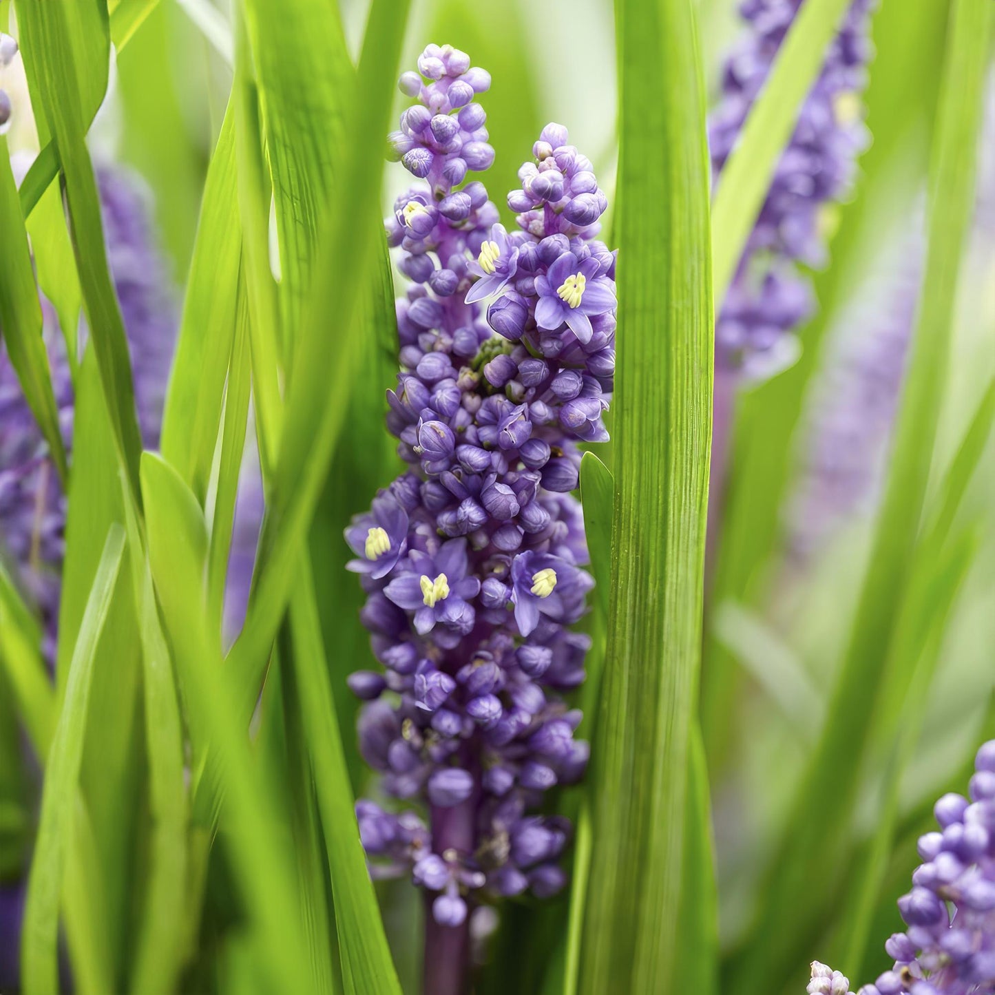 Liriope muscari 'Big Blue' - Leliegras