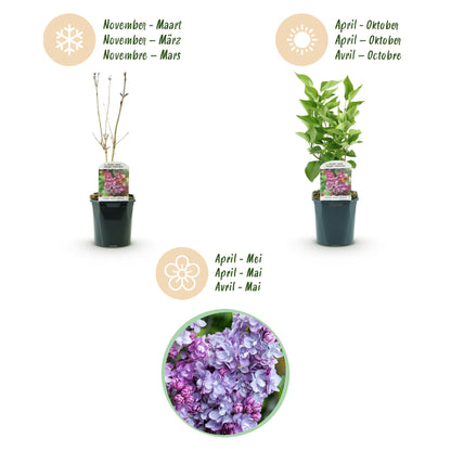 Syringa vulgaris 'Michel Buchner' - Gewone Sering - hoogte 45cm