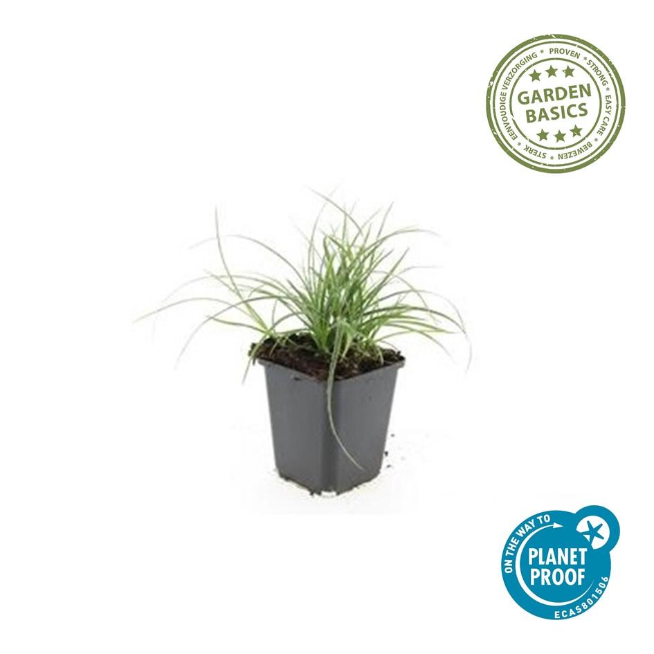Luzula nivea - Witte veldbies