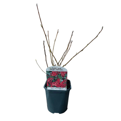 Ribes sanguineum 'Kind Edward' - Rode Ribes - hoogte 45cm