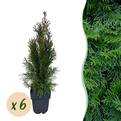 Thuja occidentalis 'Smaragd' - Westerse Levensboom - hoogte 55cm