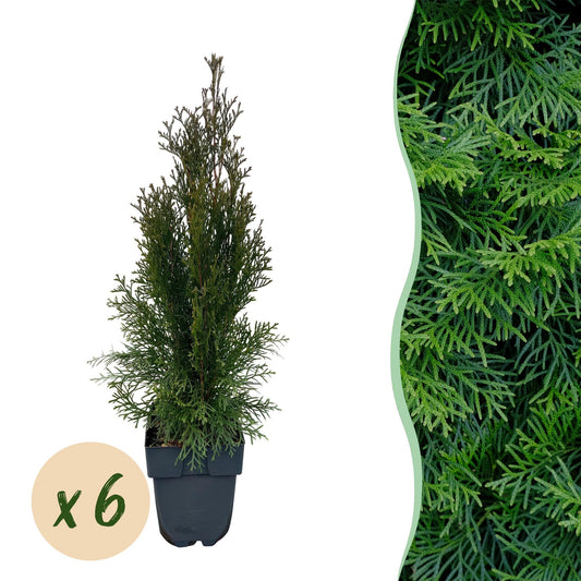 Thuja occidentalis 'Smaragd' - Westerse Levensboom - hoogte 55cm