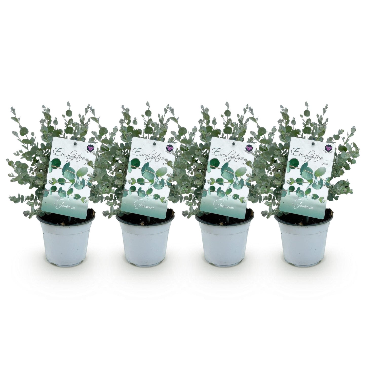 Green boutiQ - Terrasplant - Eucalyptus boom - Eucalyptus gunni  - Grijs - 4 Planten - Winterhard - Pot 14cm Hoogte 30cm