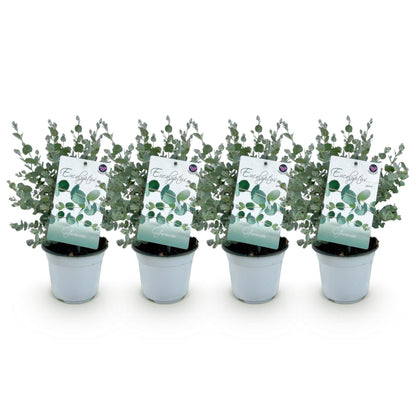 Green boutiQ - Terrasplant - Eucalyptus boom - Eucalyptus gunni  - Grijs - 4 Planten - Winterhard - Pot 14cm Hoogte 30cm