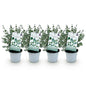 Green boutiQ - Terrasplant - Eucalyptus boom - Eucalyptus gunni  - Grijs - 4 Planten - Winterhard - Pot 14cm Hoogte 30cm