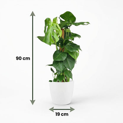 Green boutiQ - Kamerplant - Gatenplant - Monstera Deliciosa mosstok - Groen - Weinig onderhoud - 1 Plant - met Potter Wit - Pot 19cm - Hoogte 90cm