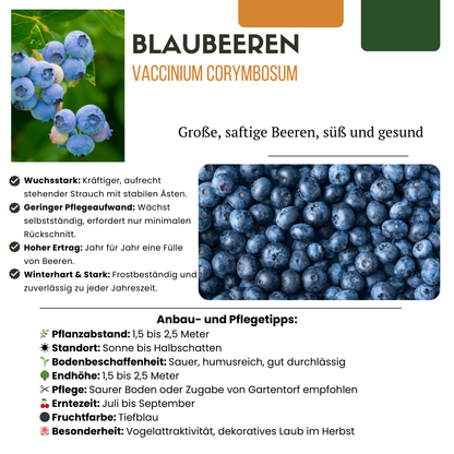 Biologische bosbessenplanten - 3 planten - Ø 13 cm - ↨ 20 cm