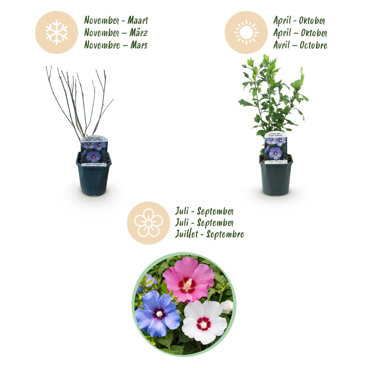 Green boutiQ - Heesters - Hibiscus syriacus Tricolour - Bloem Roze, Wit en Blauw - 3 Planten - Bladverliezend - Weinig Onderhoud - Pot 17cm Hoogte 45cm