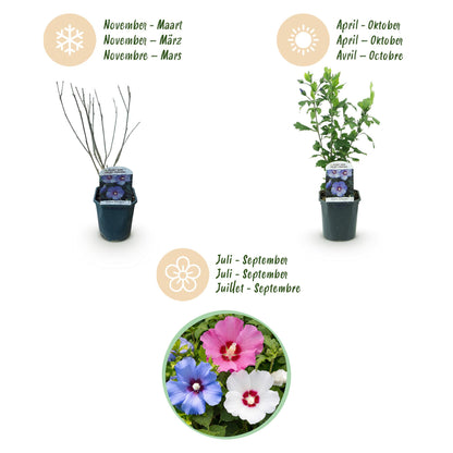 Green boutiQ - Heesters - Hibiscus syriacus Tricolour - Bloem Roze, Wit en Blauw - 3 Planten - Bladverliezend - Weinig Onderhoud - Pot 17cm Hoogte 45cm