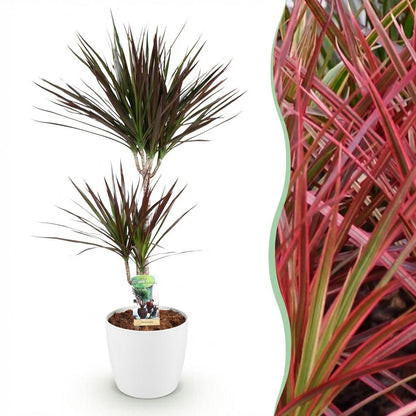 Dracaena Magenta - Drakenbloedboom - incl. pot wit - pot 21cm - hoogte 90-100cm