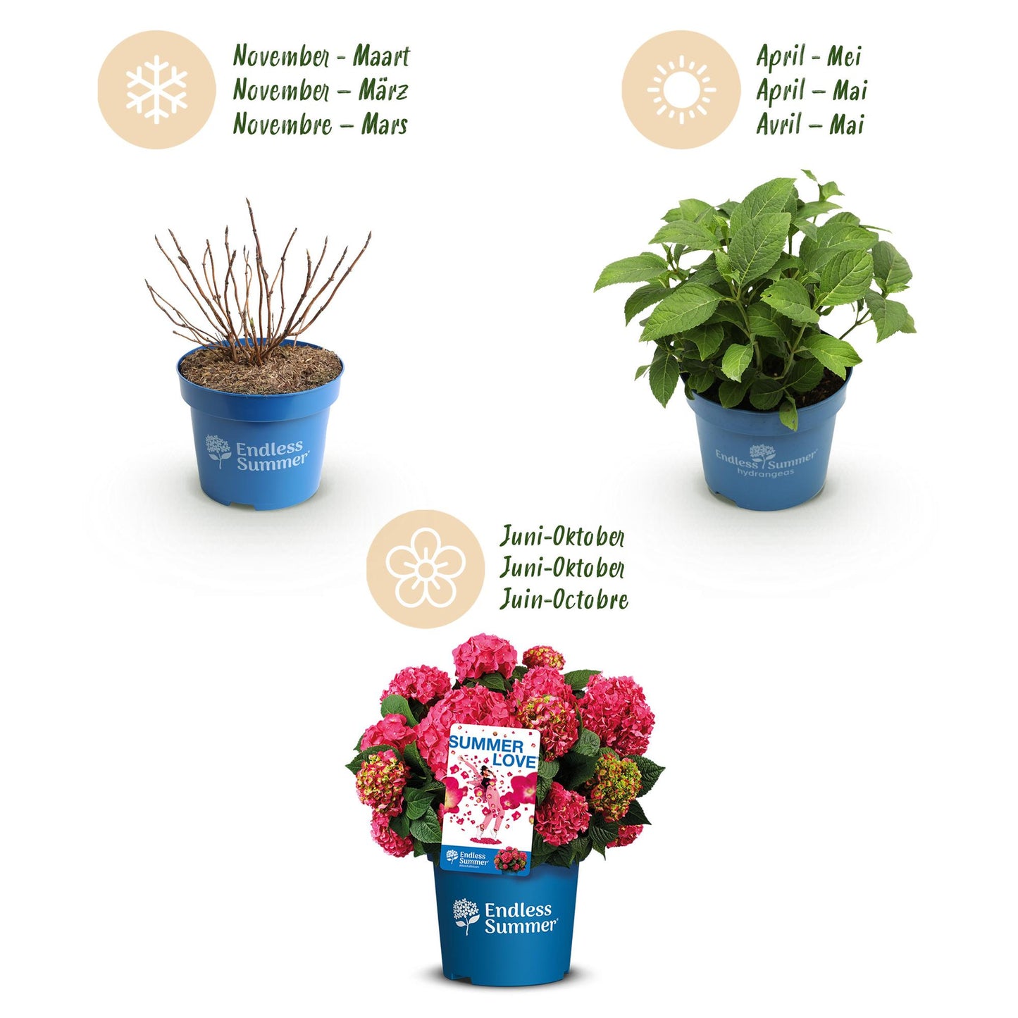 Hydrangea 'Endles Summer Summer Love Red' - Rode Hortensia - hoogte 20-25cm