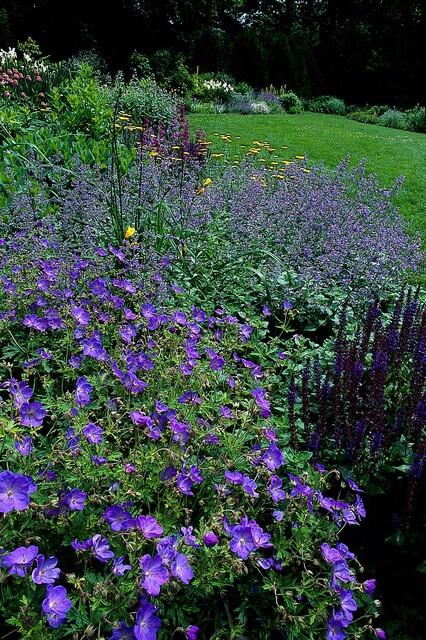 Geranium 'Johnson's Blue' - Ooievaarsbek