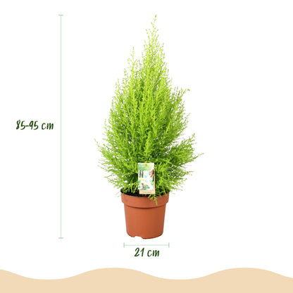 Cupressus Gold Crest Wilma - Kamerconifeer - incl. pot grijs - pot 21cm - hoogte 85-95cm