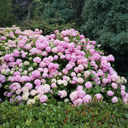 Green boutiQ - Hortensia - Hydrangea macrophylla Roze - Bloem Roze - 3 Planten - 1 m2 - Bladverliezend - Weinig Onderhoud - Pot 17cm Hoogte 30cm