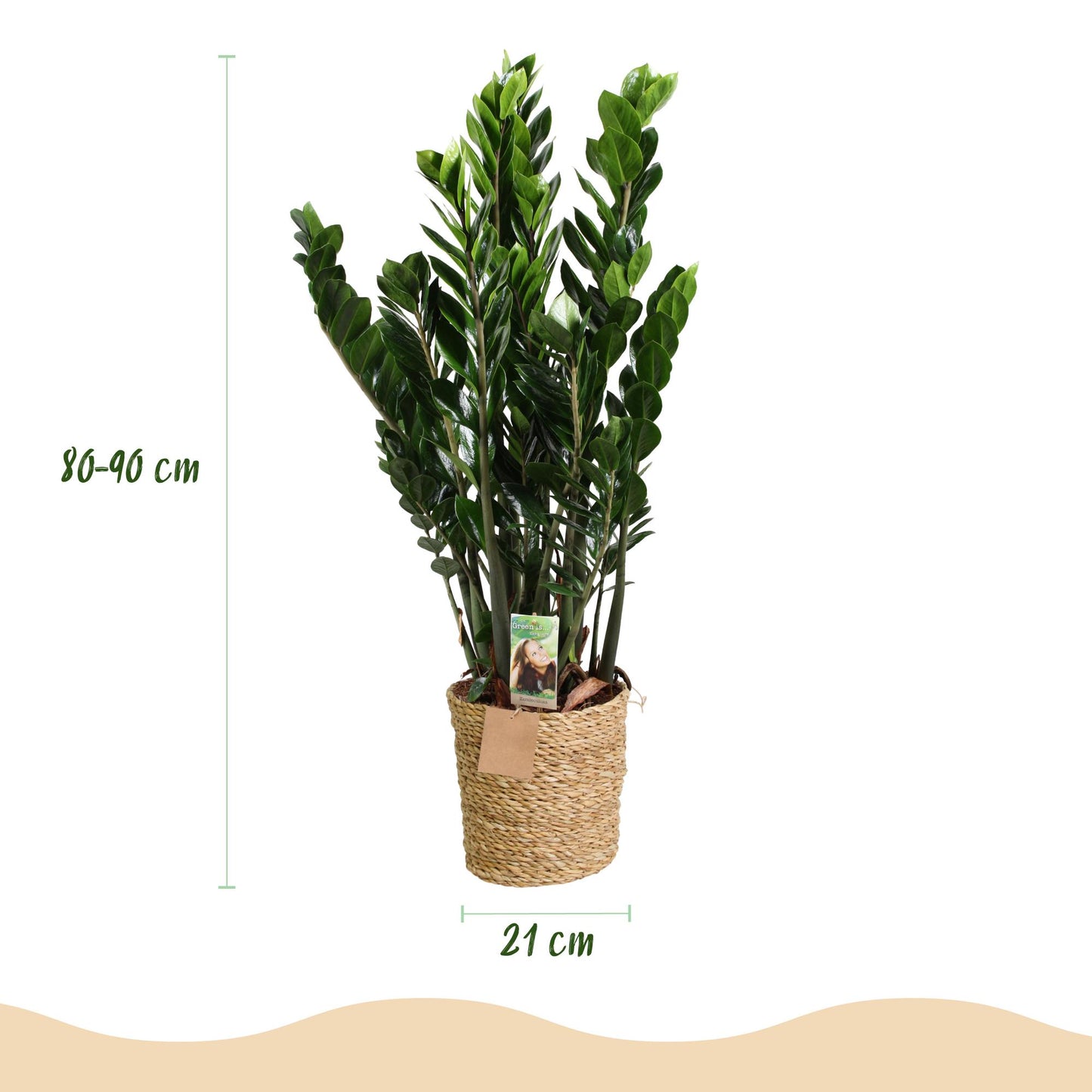 Zamioculcas - ZZ-plant - incl. mand - pot 21cm - hoogte 80-90cm
