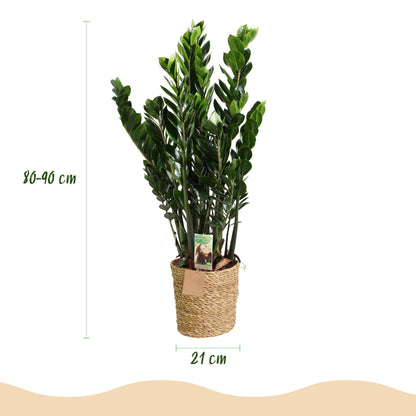 Zamioculcas - ZZ-plant - incl. mand - pot 21cm - hoogte 80-90cm