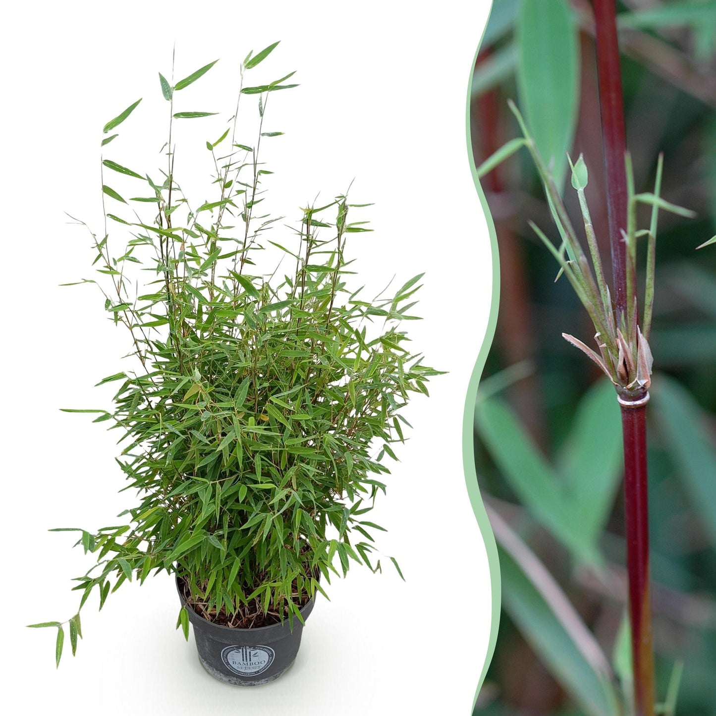 Fargesia nitida 'Red Dragon' - Niet Woekerende Bamboe - Bladhoudend - Groen - 1 Plant - Pot 23 cm - Hoogte 80 cm