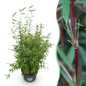 Fargesia nitida 'Red Dragon' - Niet Woekerende Bamboe - Bladhoudend - Groen - 1 Plant - Pot 23 cm - Hoogte 80 cm