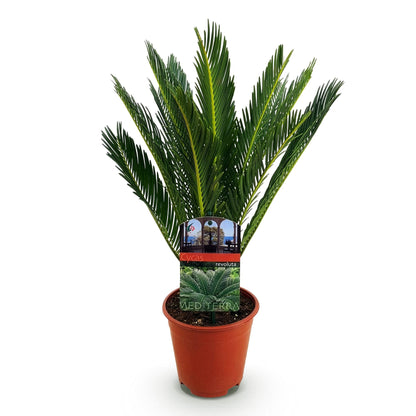 Green boutiQ - Kamerplant - Cycas revoluta - Palmvaren - Weinig onderhoud - Groen - 1 - Pot 15cm - Hoogte 45-55cm