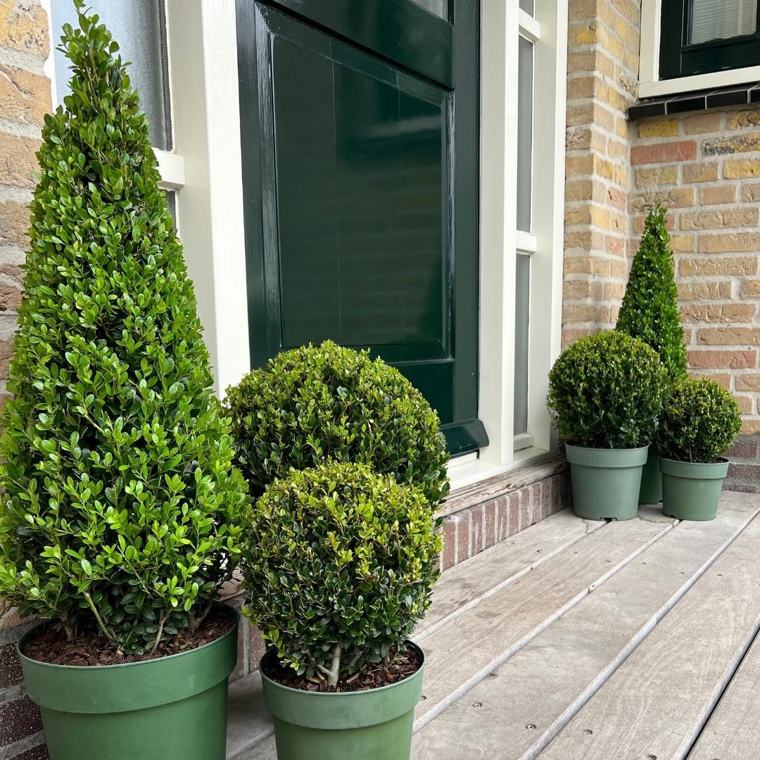 Ilex crenata 'Piramide' - wintergroene Japanse Hulst