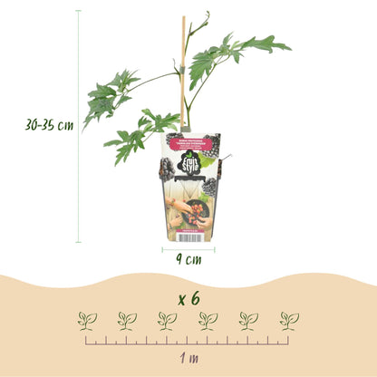Rubus 'Thornless Evergreen' - Doornloze zwarte Braam