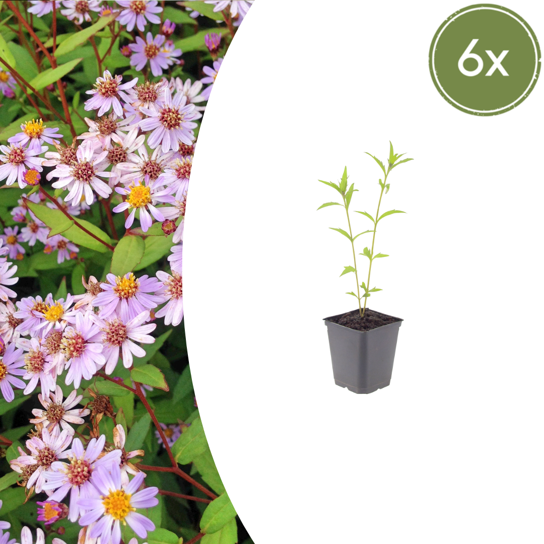 Kalimeris incisa 'Blue Star' - Zomeraster