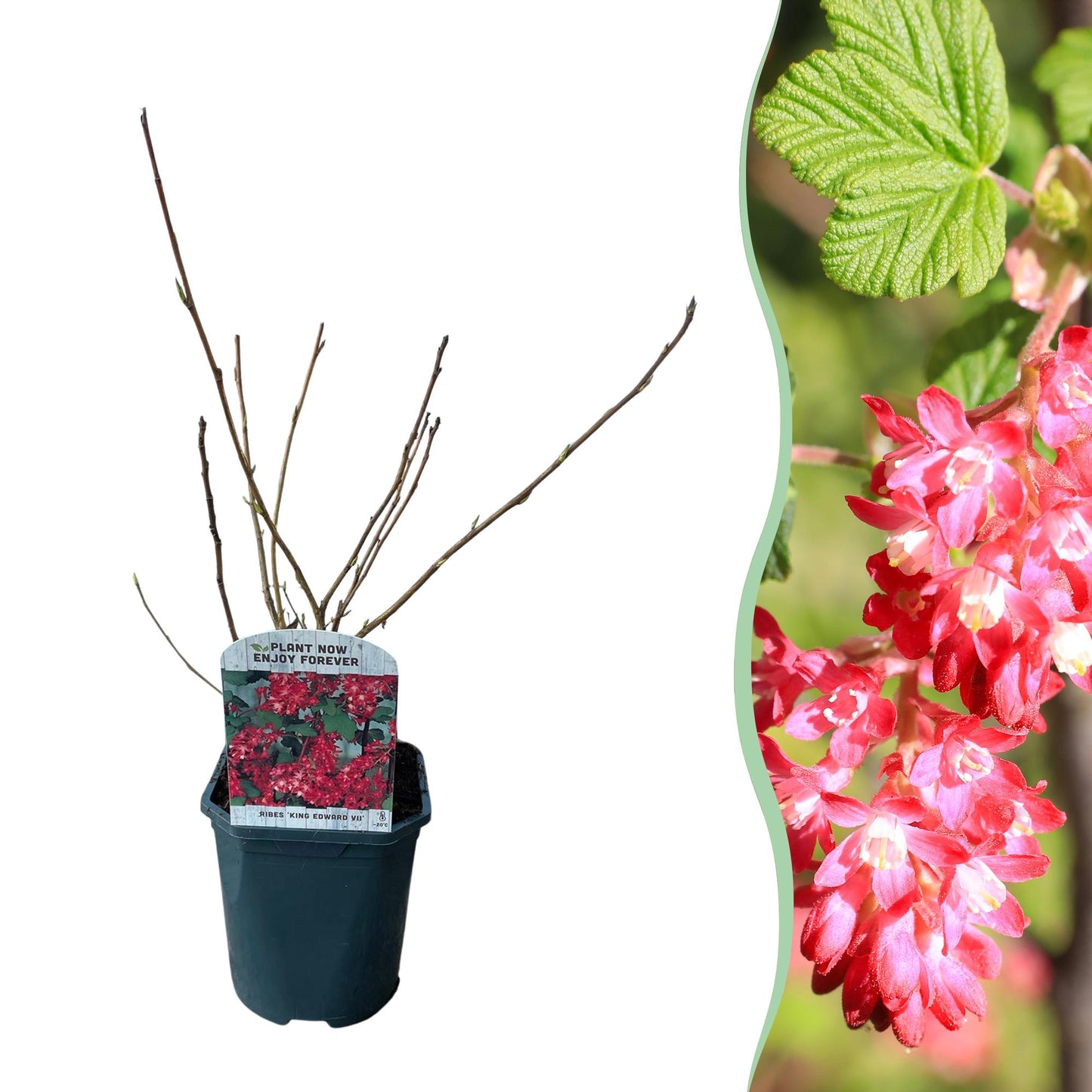Ribes sanguineum 'Kind Edward' - Rode Ribes - hoogte 45cm