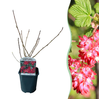 Ribes sanguineum 'Kind Edward' - Rode Ribes - hoogte 45cm