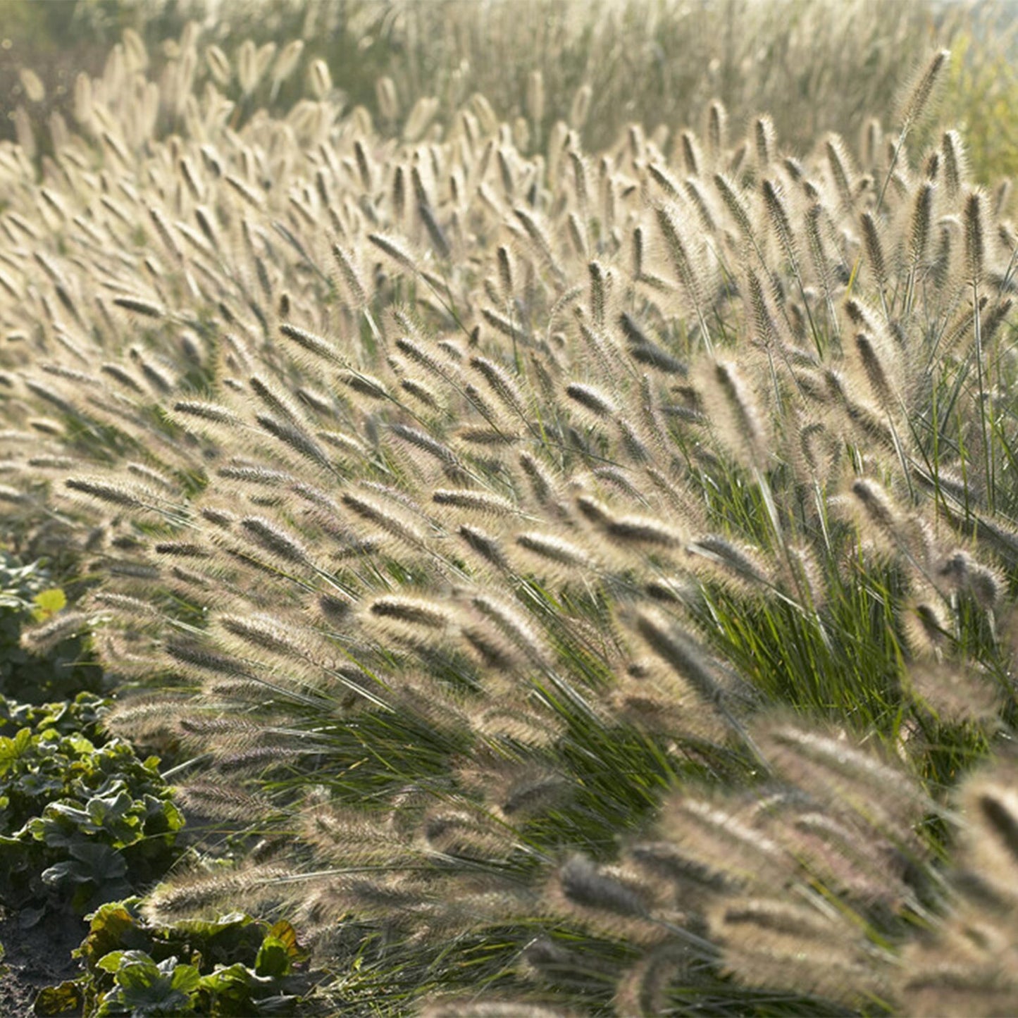 Pennisetum alopecuroides 'Hameln' - Lampenpoetsergras