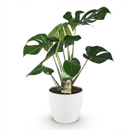 Monstera Deliciosa - Gatenplant - incl. pot wit - pot 21cm - hoogte 70-80cm