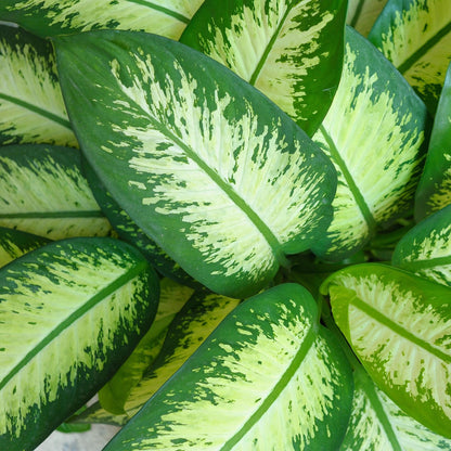 Diefenbachia Tropic Snow - Dieffenbachia - incl. pot grijs - pot 21cm - hoogte 90-100cm
