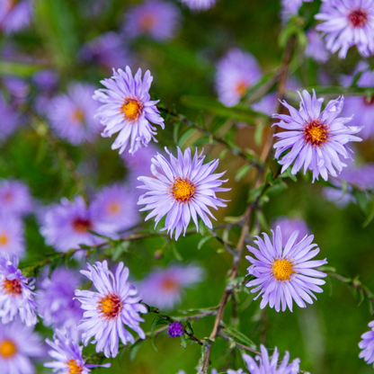 Aster frikartii 'Monch' - Herfstaster