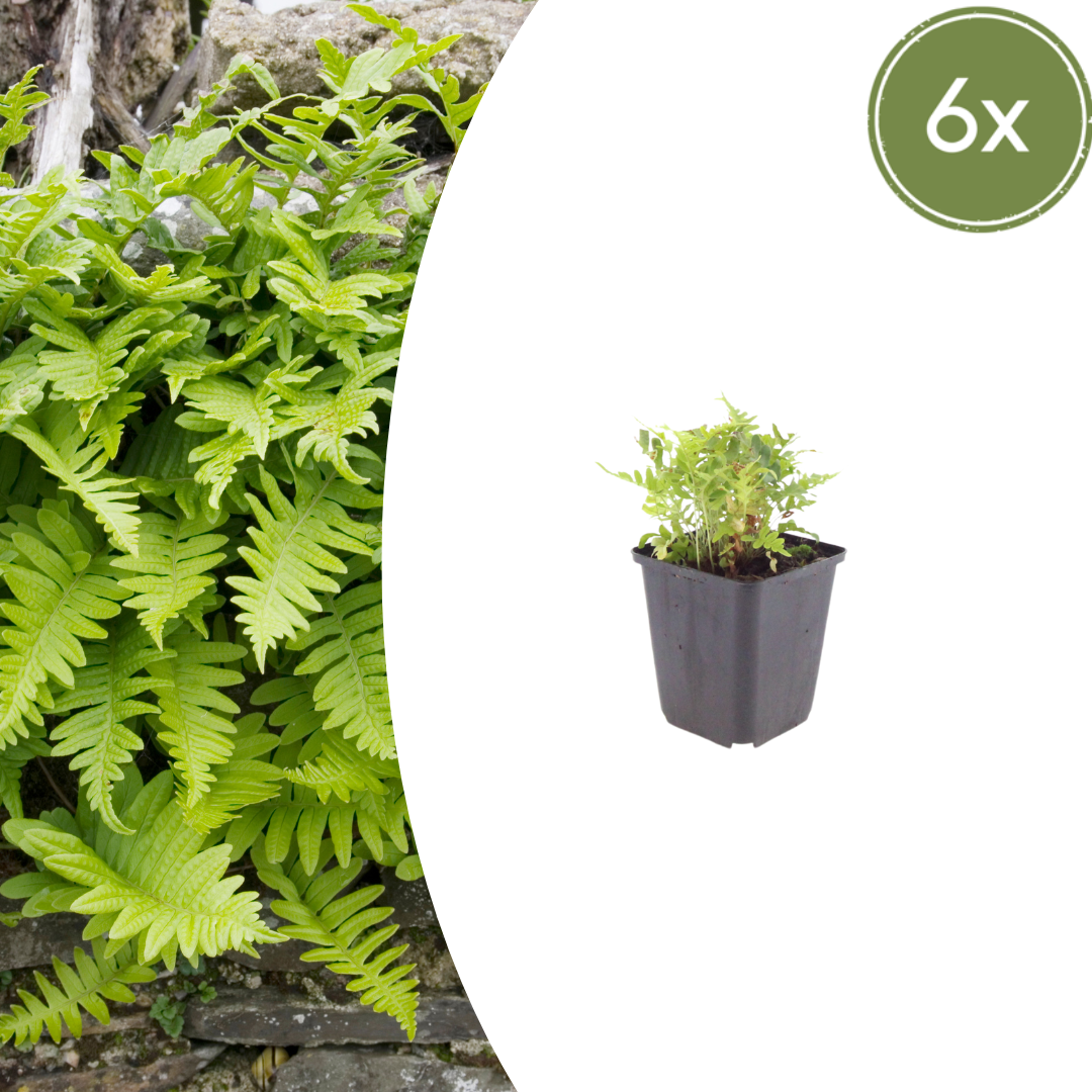 Polypodium vulgare - Gewone Eikvaren