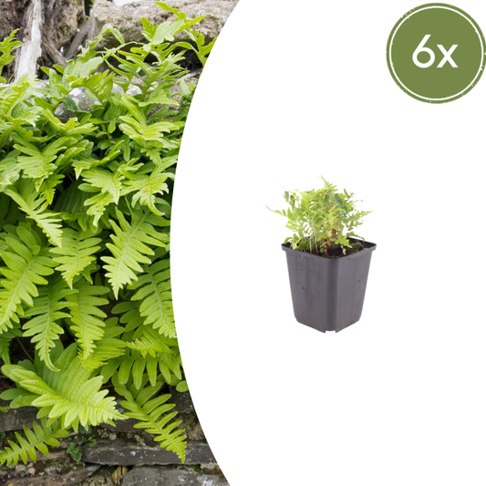 Polypodium vulgare - Gewone Eikvaren