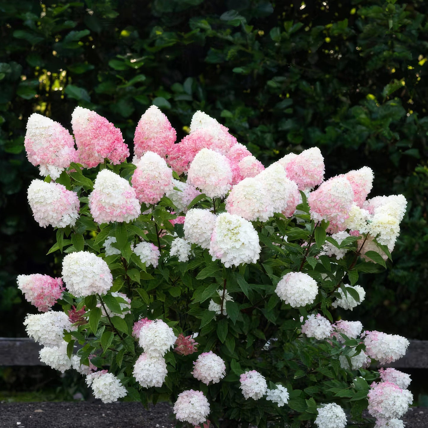 Hydrangea panniculata 'Living Pink & Rose' - Pluimhortensia - hoogte 20-30cm