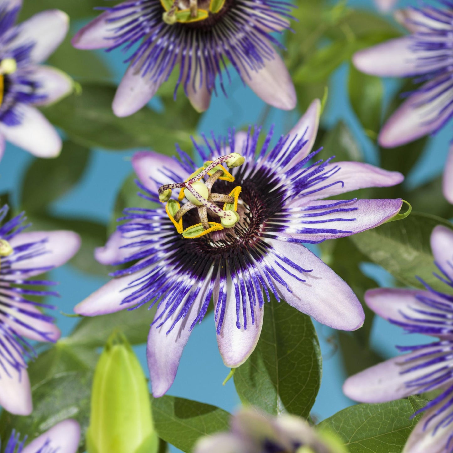 Passiflora 'Damsels Delight' - Passiebloem