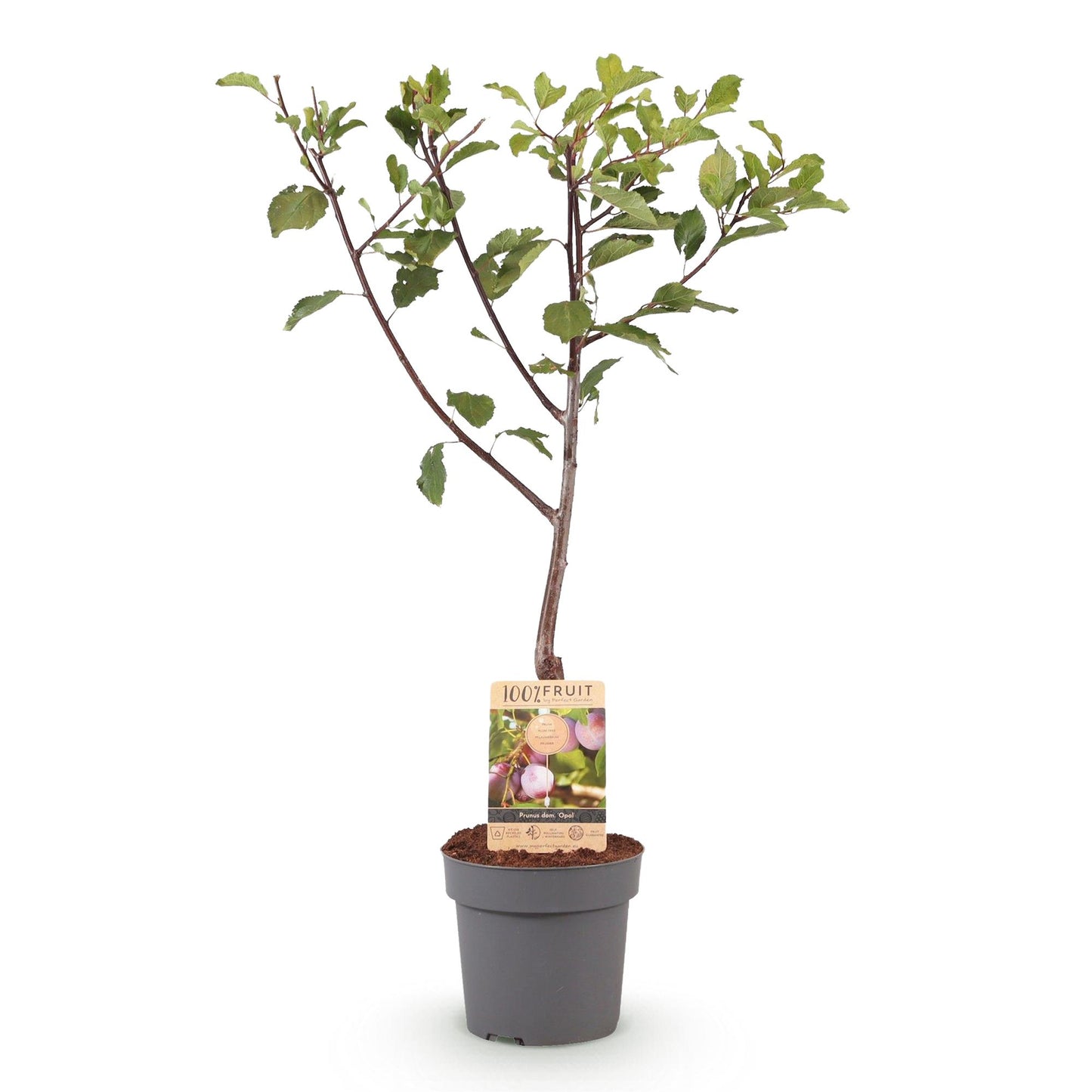 Prunus domestica 'Opal - Pruimenboom - 1 plant - Pot 21cm - Hoogte 90cm