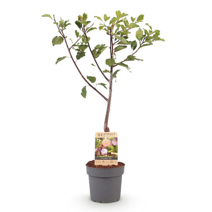 Prunus domestica 'Opal - Pruimenboom - 1 plant - Pot 21cm - Hoogte 90cm
