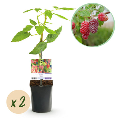Rubus 'Tayberry' - Taybes - 2 planten -  Pot 11cm - Hoogte 40cm