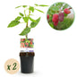 Rubus 'Tayberry' - Taybes - 2 planten -  Pot 11cm - Hoogte 40cm