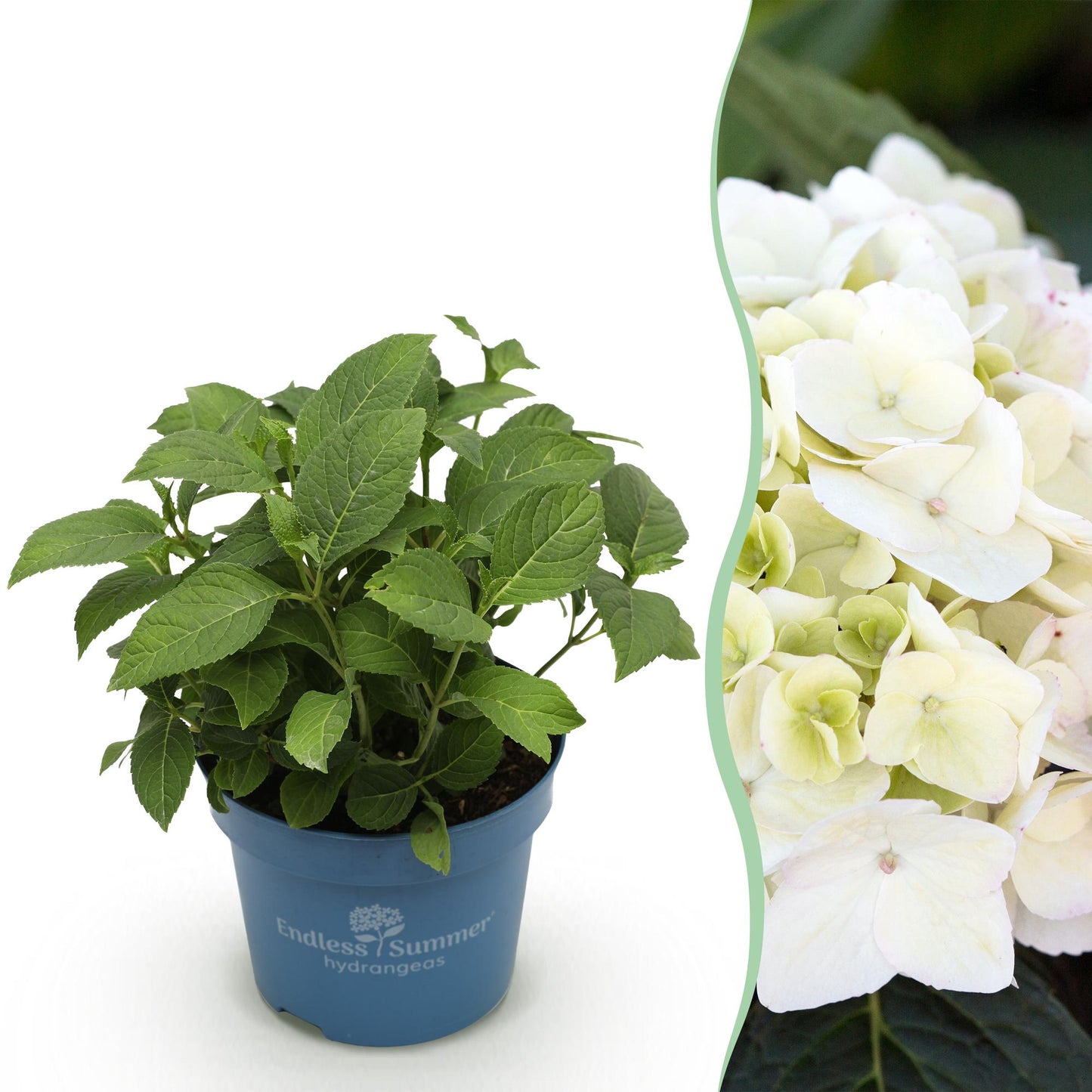 Hydrangea 'Endles Summer The Bride' - Witte Hortensia - hoogte 20-25cm