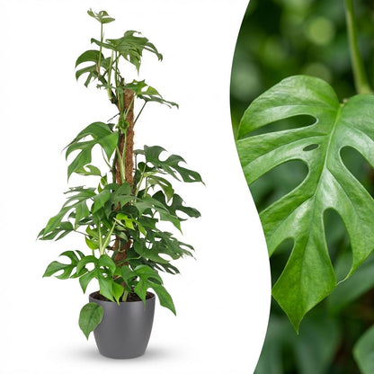 Green boutiQ - Kamerplant - Mini Gatenplant - Monstera Minima Mosstok - Groen - Weinig onderhoud - 1 Plant - met Potter Grijs - Pot 19cm - Hoogte 90cm