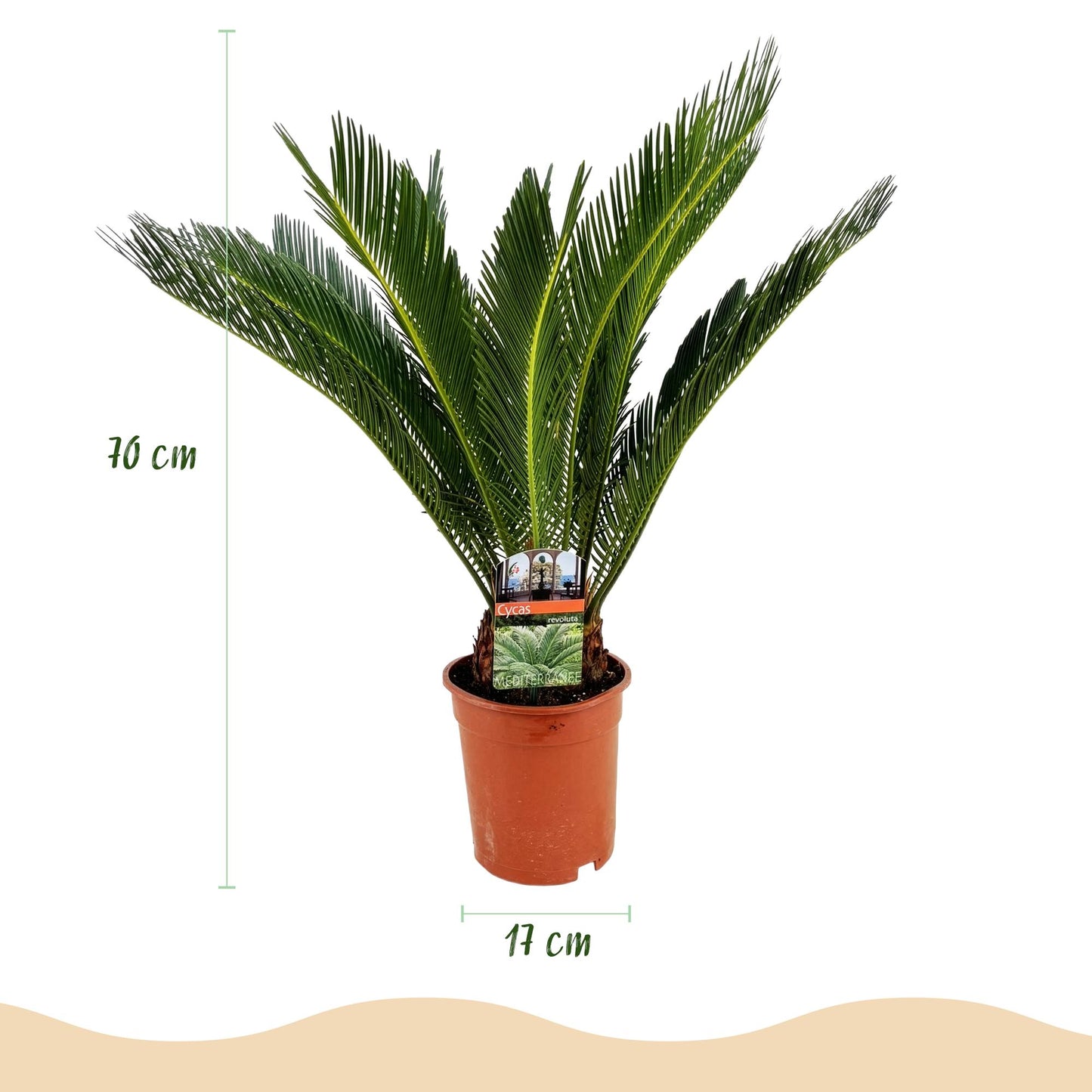 Green boutiQ - Kamerplant - Cycas revoluta - Palmvaren - Weinig onderhoud - Groen - 1 - Pot 17cm - Hoogte 55-65cm