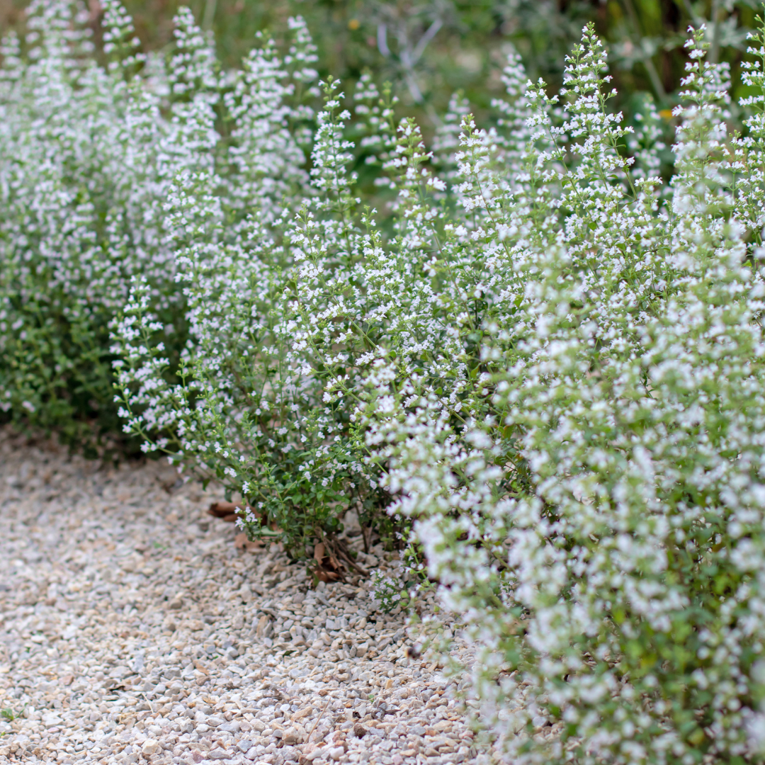Calamintha n. nepeta - Bergsteentijm