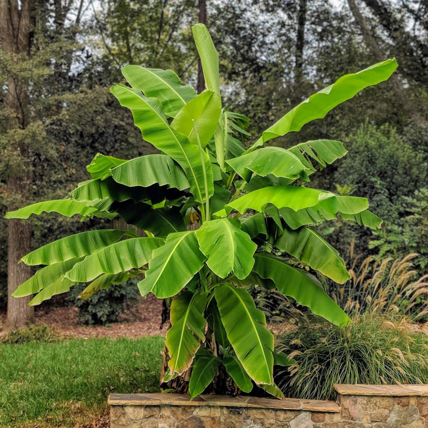 Musa 'Basjoo' - winterharde Bananenboom - 2 planten - Pot 15cm - Hoogte 50cm